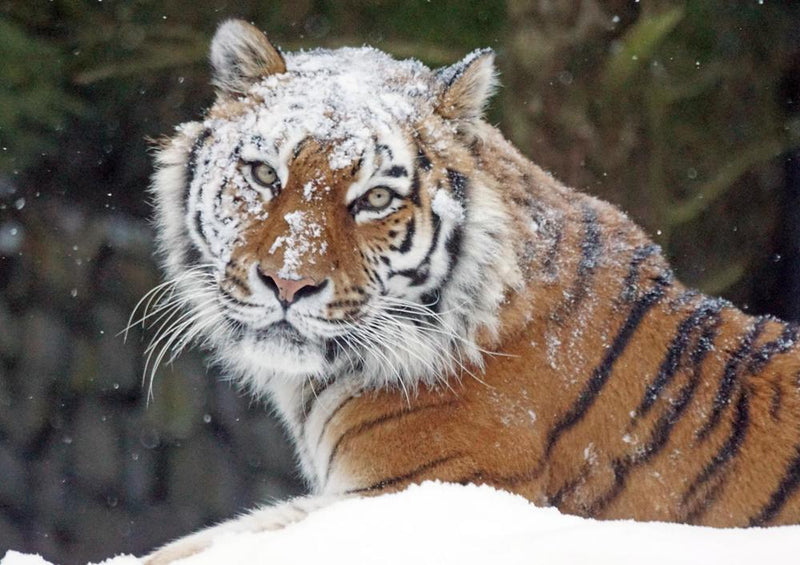 17109 Tierwelt - Schnee-Tiger