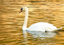 30584 Tierwelt - Schwan