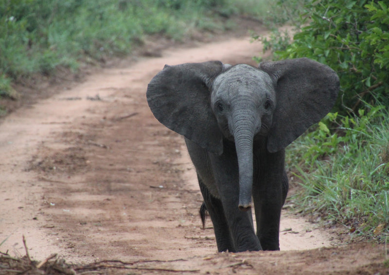 85582 Natur - Elefant