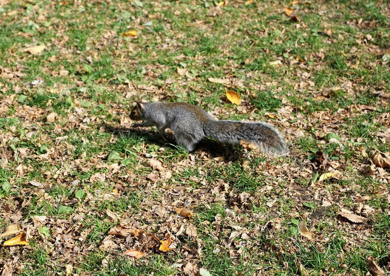 43719 Natur - Eichhörnchen