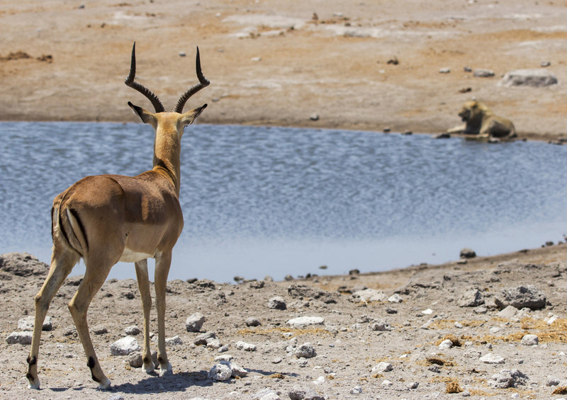 77013 Tierwelt - Antilope