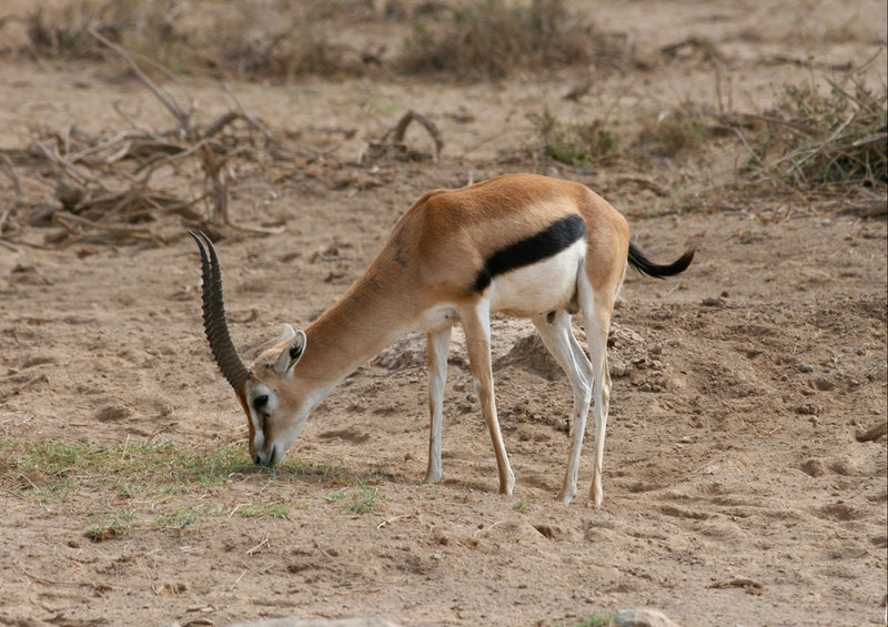 75687 Tierwelt - Antilope