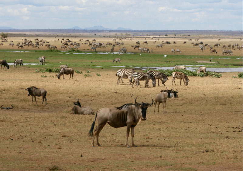 78453 Natur - Afrika