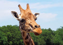 71111 Natur - Giraffe