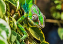31709 Natur - Chameleon