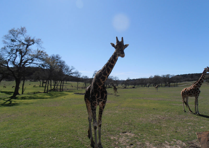77841 Tierwelt - Giraffe
