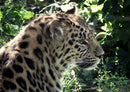 73555 Tierwelt - Leopard