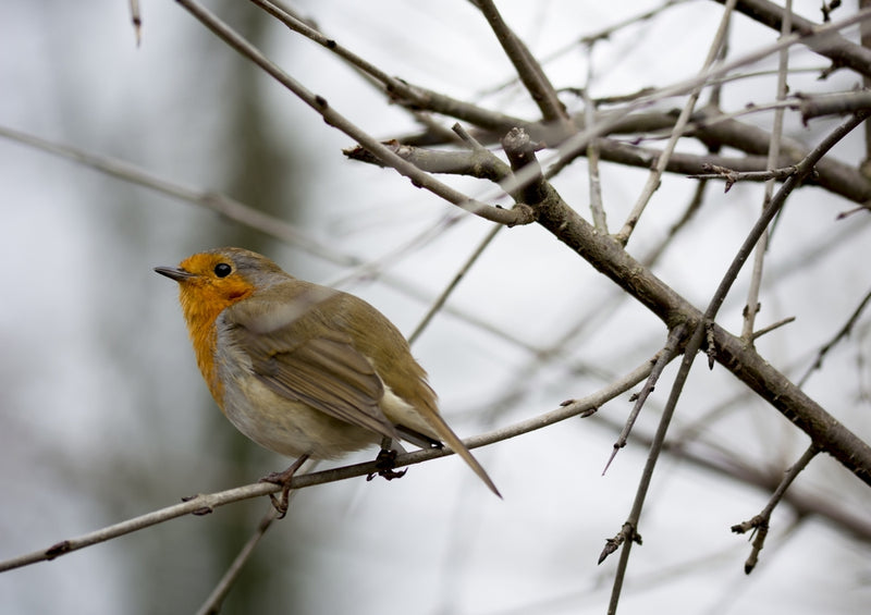 36634 Tierwelt - Rotkehlchen