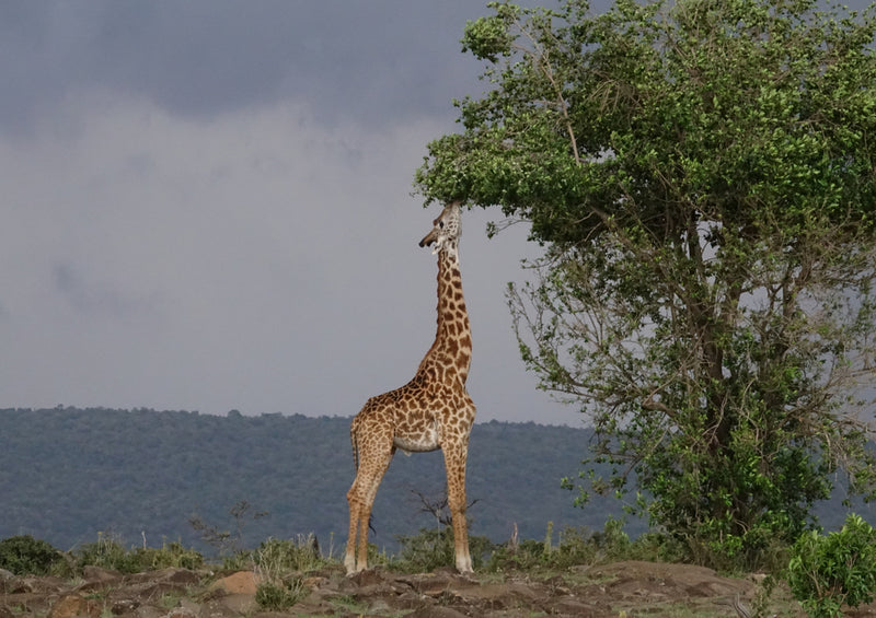 76436 Natur - Giraffe