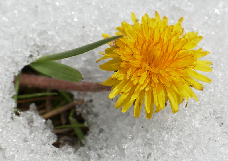 37276 Natur - Löwenzahn