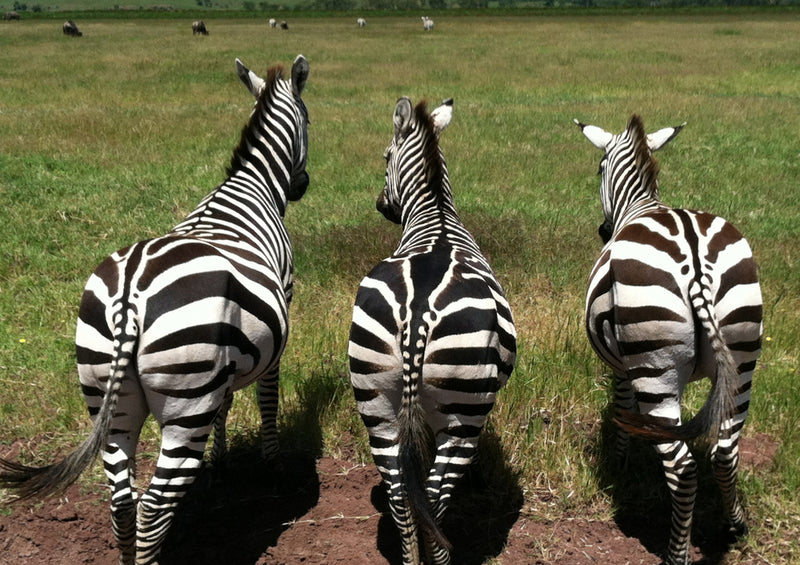 80256 Natur - Zebras