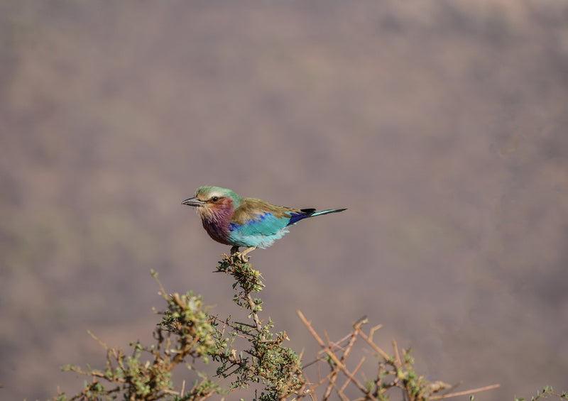 84217 Natur - Vogel