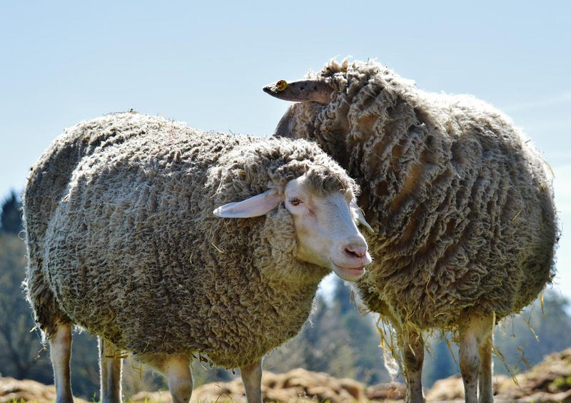 18506 Tierwelt - Schafe auf Weide