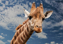 75337 Tierwelt - Giraffe