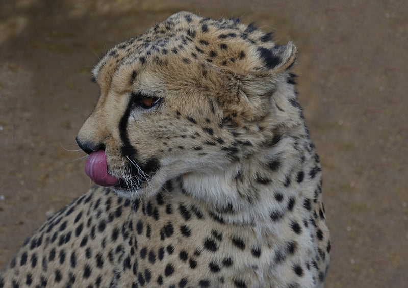 77122 Tierwelt - Leopard