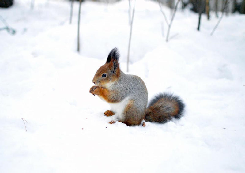 17907 Tierwelt - Nager im Schnee