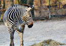 80900 Natur - Zebra