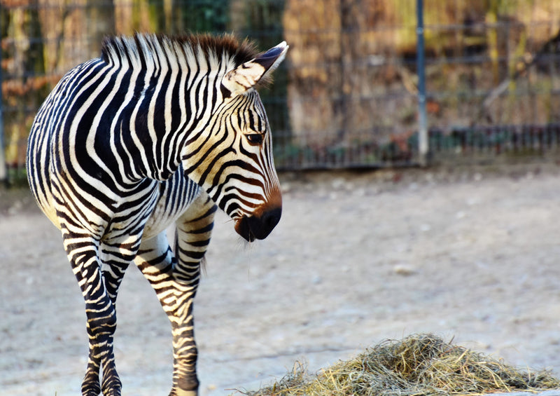 80900 Natur - Zebra