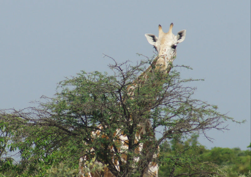 77845 Tierwelt - Giraffe