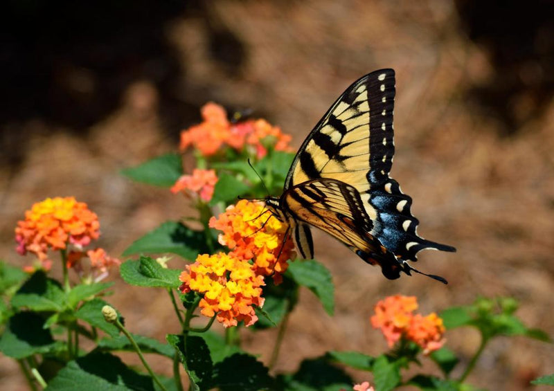 18571 Tierwelt - Schmetterling