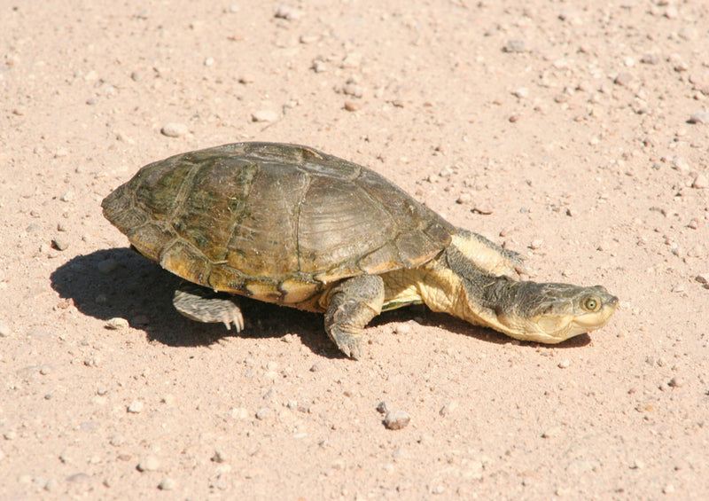 70580 Tierwelt - Schildkröte