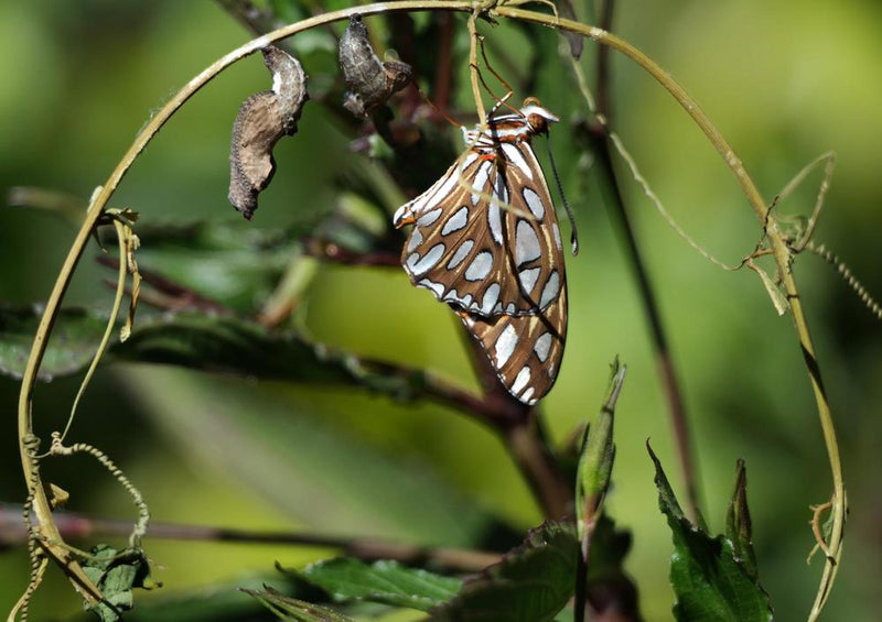 21370 Natur - Schmetterling