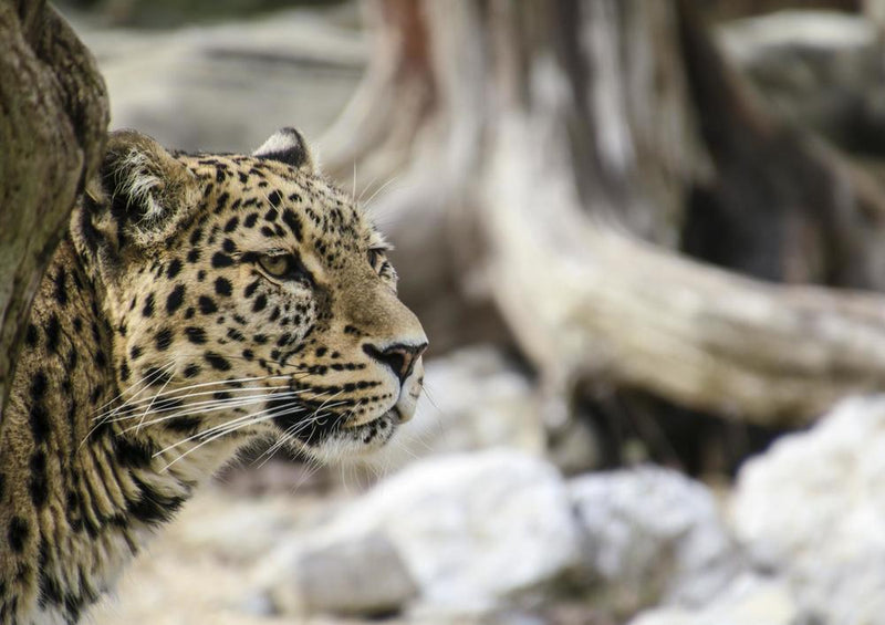 29628 Tierwelt - Leopard
