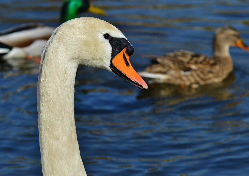 23028 Tierwelt - Enten im Blick