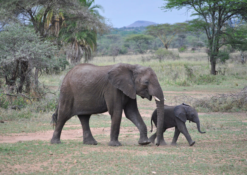 85635 Natur - Elefanten