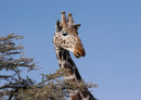 78276 Natur - Giraffe