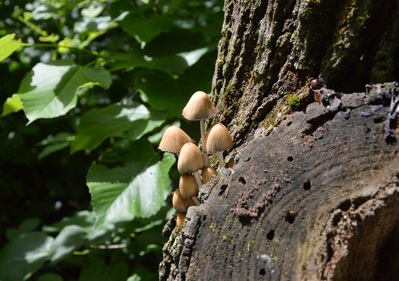 45275 Natur - Pilz