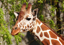 84521 Natur - Giraffe