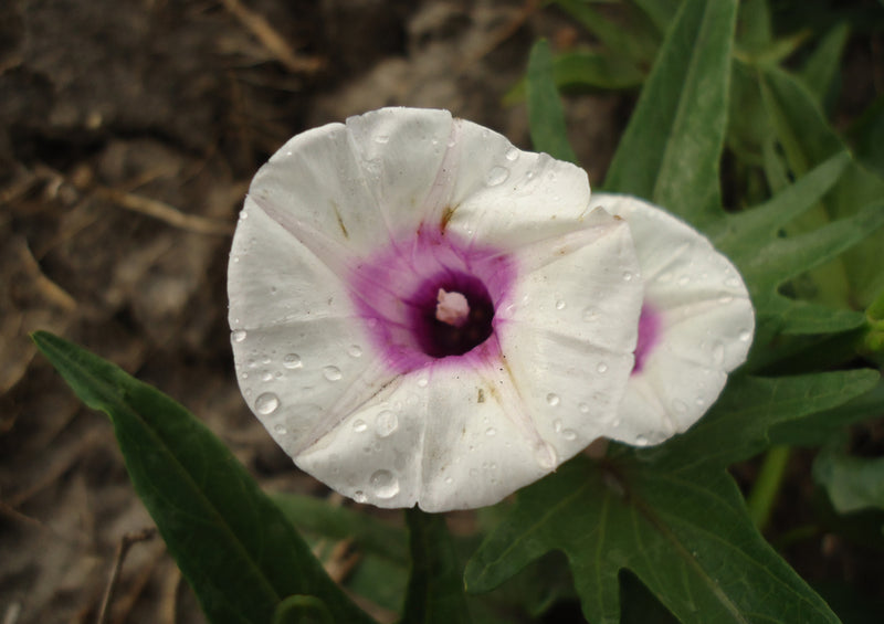 78154 Natur - Weiße Blume