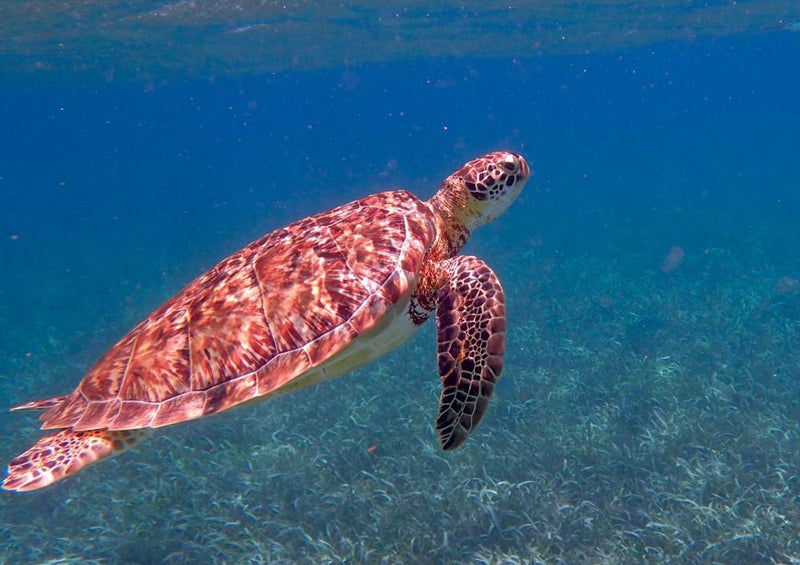 17224 Tierwelt - Schildkröte