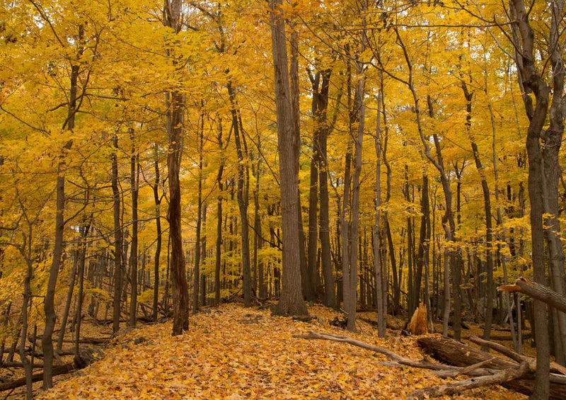 22784 Natur - Herbst-Laub