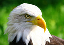 36362 Tierwelt - Adler