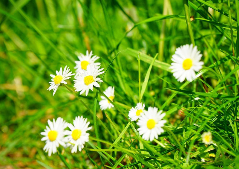 18577 Natur - Blumen-Wiese