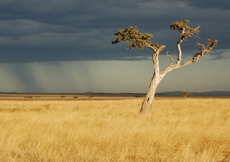 80396 Natur - Kenia