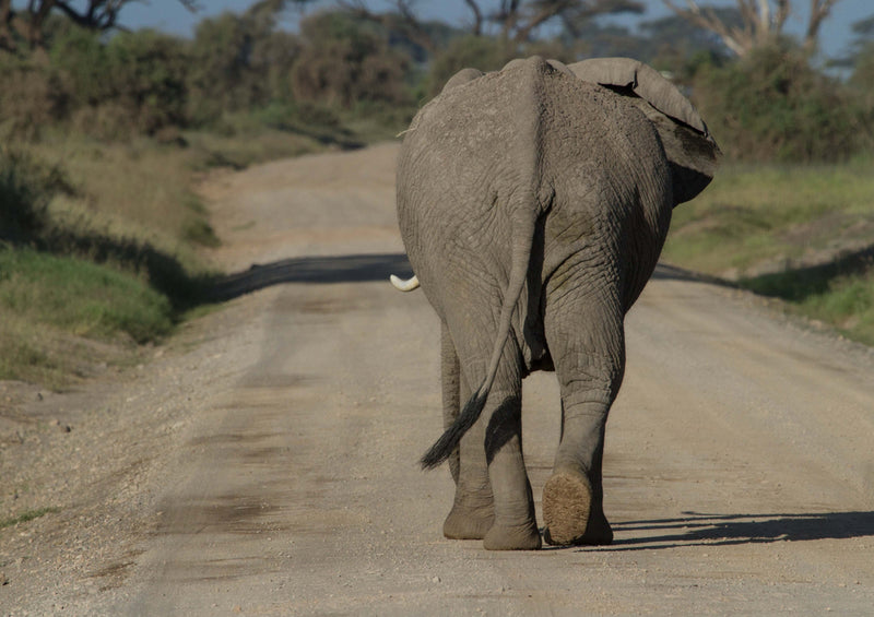 78542 Natur - Elefant