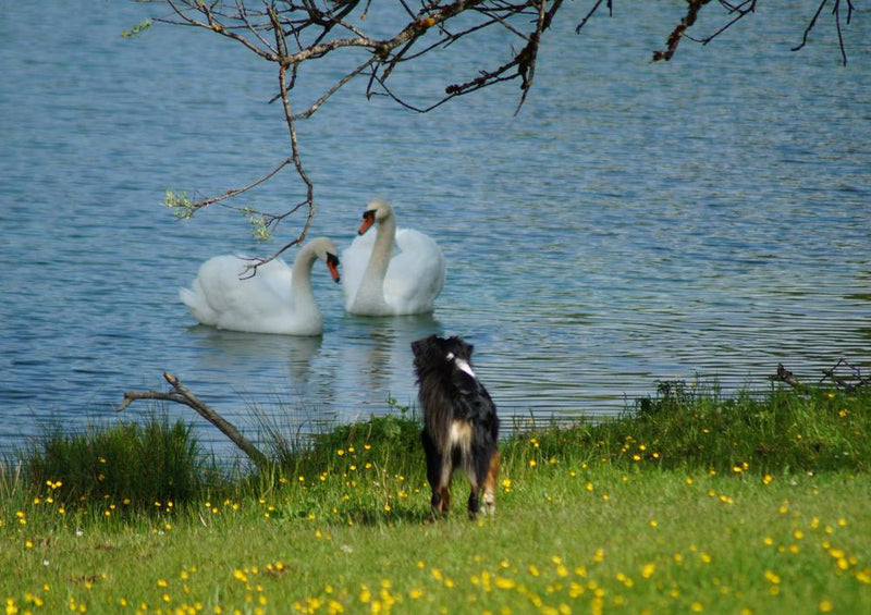 23038 Tierwelt - Tier-Leben