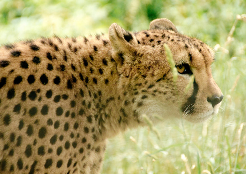 75437 Tierwelt - Leopard