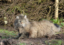 73939 Tierwelt - Wilde Katze