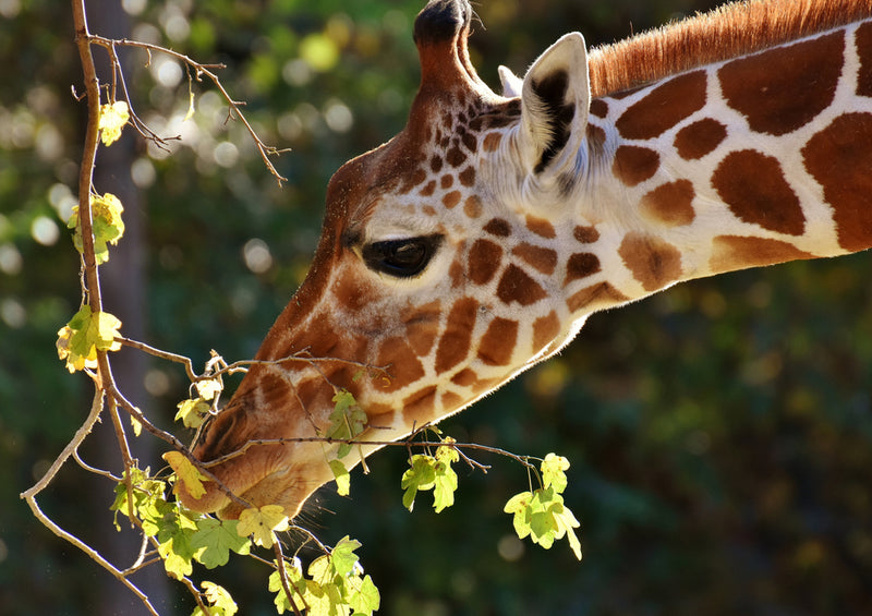 79074 Natur - Giraffe