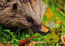 29798 Tierwelt - Igel im Laub