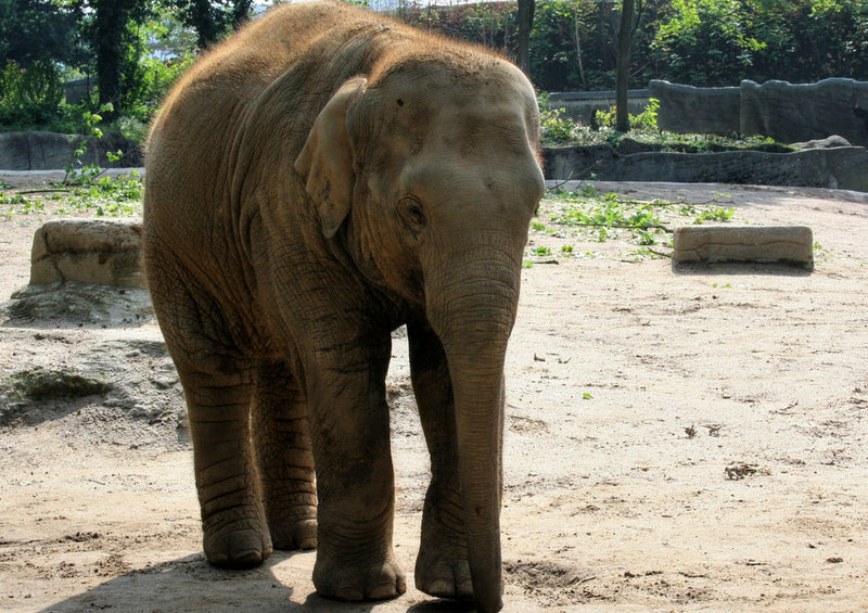 84910 Tierwelt - Junger Elefant