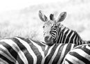 83112 Natur - Zebra