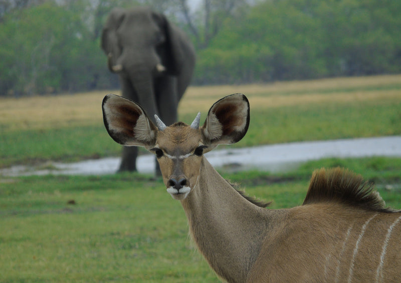 80218 Natur - Afrika