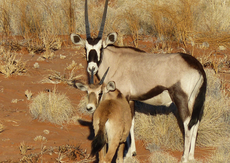 70778 Tierwelt - Antilope