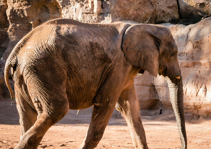 83045 Tierwelt - Elefant