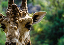 75429 Tierwelt - Giraffe